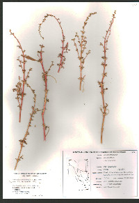 Amaranthus x tucsonensis image