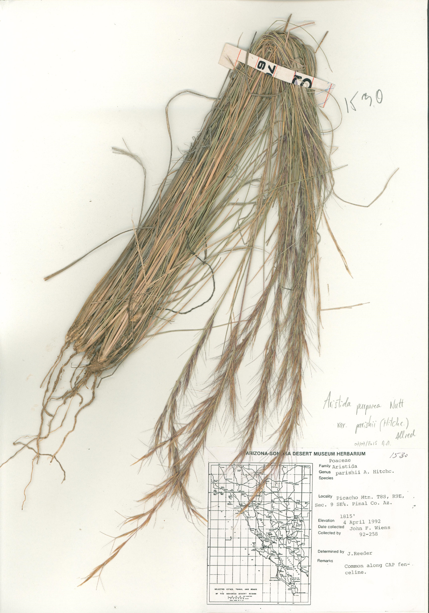 Aristida purpurea var. parishii image