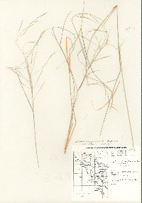 Aristida ternipes var. ternipes image