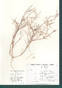 Boerhavia coulteri image