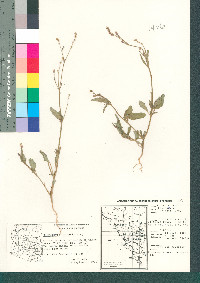 Boerhavia wrightii image