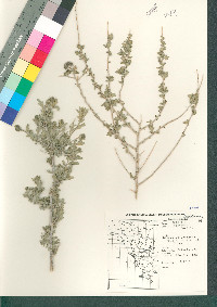 Buddleja utahensis image