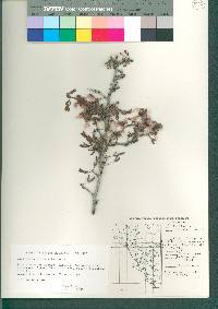 Calliandra eriophylla image