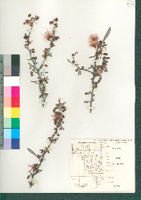 Calliandra eriophylla image