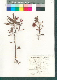 Image of Calliandra peninsularis
