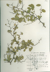 Celtis pallida image