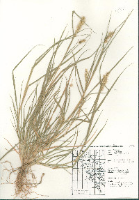 Cenchrus spinifex image