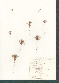 Chorizanthe rigida image