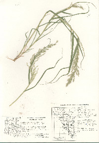 Cottea pappophoroides image