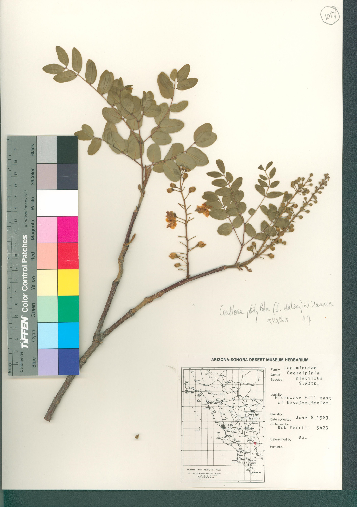 Coulteria platyloba image