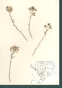 Coursetia glandulosa image