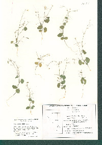 Desmodium procumbens image