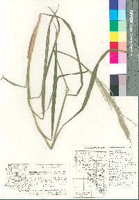 Digitaria insularis image