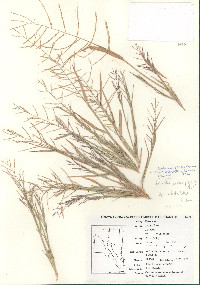 Leptochloa panicea image