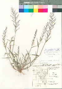 Leptochloa panicea image