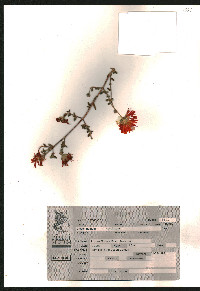Image of Drosanthemum speciosum