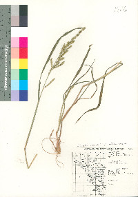 Echinochloa colona image