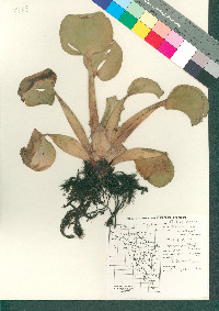 Eichhornia crassipes image