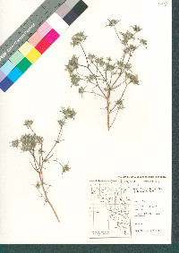 Eriastrum diffusum image