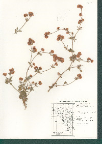 Eriogonum abertianum image