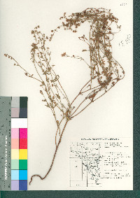 Eriogonum abertianum image