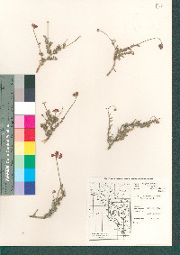 Eriogonum fasciculatum image