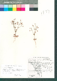 Eriogonum maculatum image