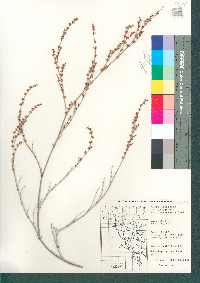 Eriogonum polycladon image