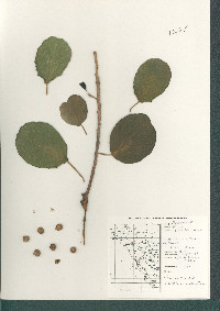 Ficus cotinifolia image