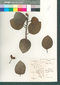 Ficus palmeri image