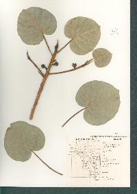 Ficus petiolaris image