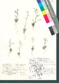 Gilia stellata image