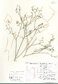 Haplophyton cimicidum var. crooksii image