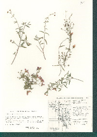 Cottsia gracilis image