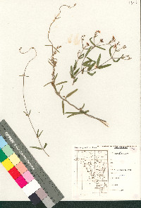 Cottsia gracilis image