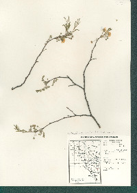 Lysiloma divaricatum image