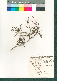 Lysiloma watsonii image