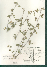 Medicago polymorpha image