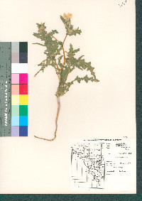 Mentzelia involucrata image