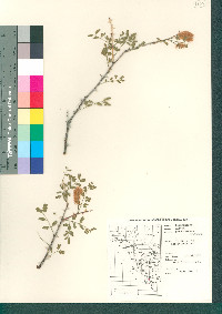 Mimosa purpurascens image