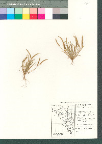 Myosurus cupulatus image