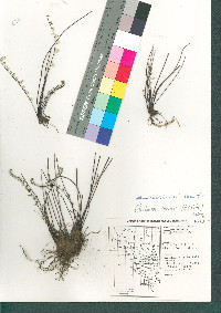 Notholaena lemmonii image