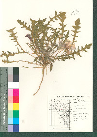 Oenothera primiveris image