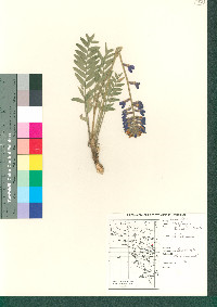 Oxytropis lambertii image