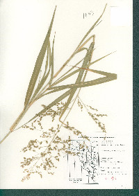 Panicum antidotale image