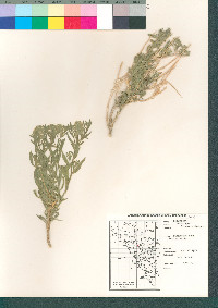 Petalonyx linearis image