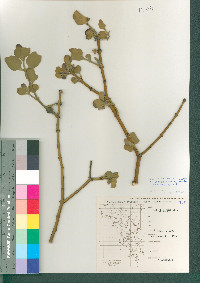 Phoradendron leucarpum subsp. macrophyllum image