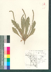 Plantago rhodosperma image