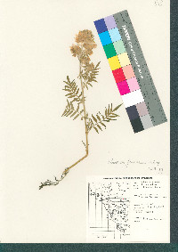 Polemonium foliosissimum image