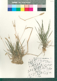 Polypogon monspeliensis image